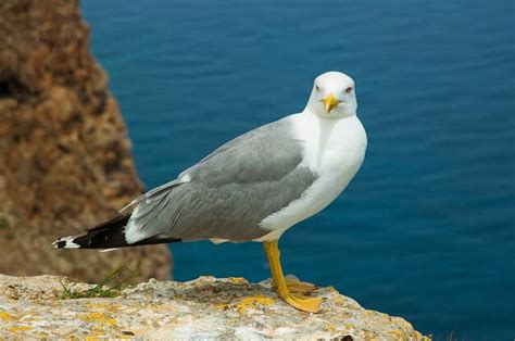 Premium Photo | Larus fuscus