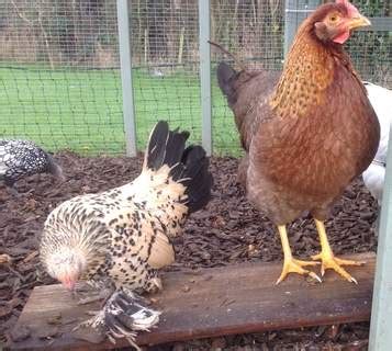 Welbar For Sale | Chickens | Breed Information | Omlet