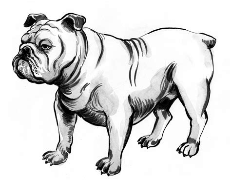 Premium Photo | Cite bulldog. ink black and white drawing