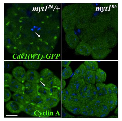 Figure S8 Cdk1wt Gfp And Cyclin A Localization To Fusomes Was