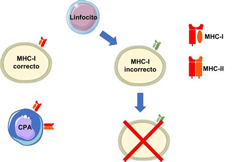 Trasplantes Inicios Y éxitos Recientes Microbacterium