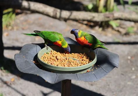 Why Do Birds No Longer Have Teeth Evolutionary Adaptations