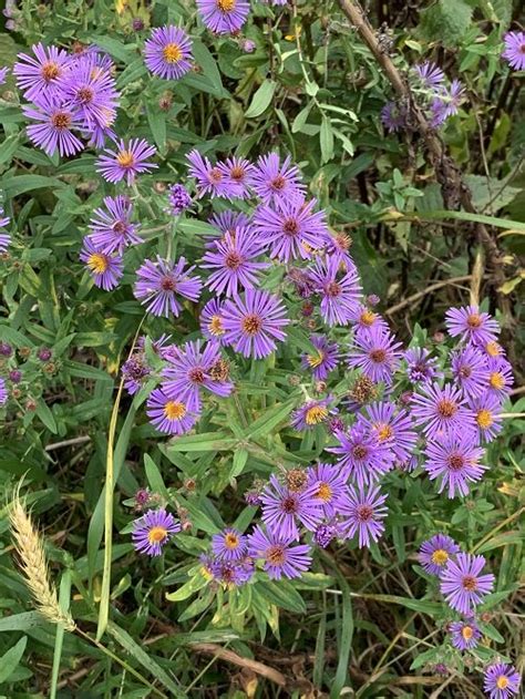 16 Best Purple and Yellow Flowers | Balcony Garden Web