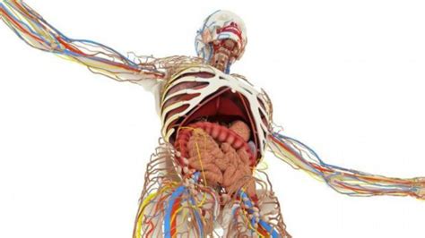 El Ciudadano Órganos Y Partes De Nuestro Cuerpo Que No Necesitamos