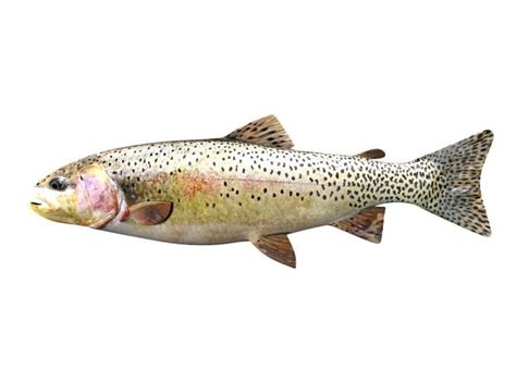 Brown Trout Fish Salmo Trutta 3D Model CGTrader