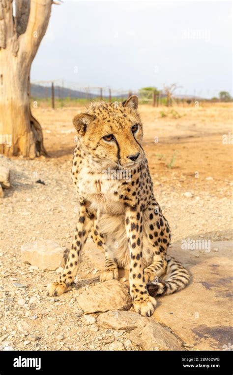 Acinonyx Gepard Hi Res Stock Photography And Images Alamy