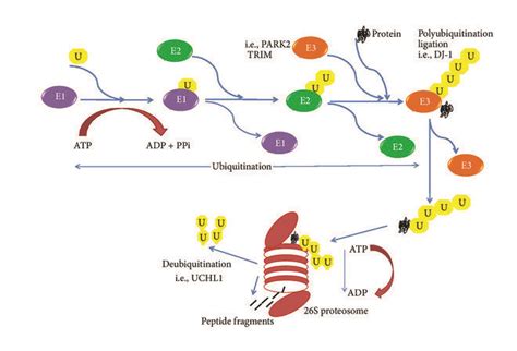 Protein Degradation By Ubiquitin Proteasome Pathway E E And