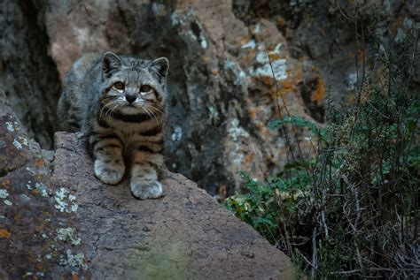 El Gato Andino Puente De Conexi N Entre Las Comunidades Andinas Y Su