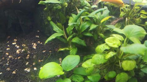 Brown Algae In Fish Tanks Causes And Effective Solutions