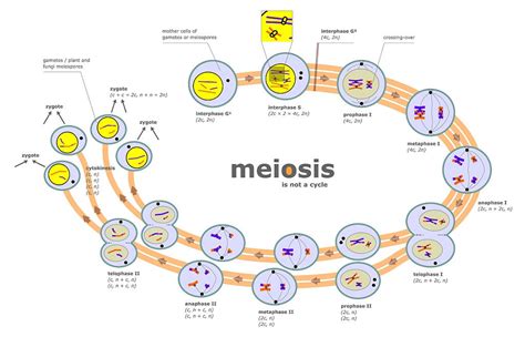 Difference Between Mitosis And Meiosis Pediaa Com