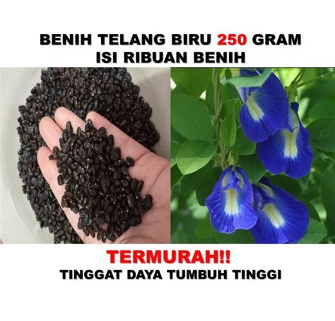 Jual Gr Benih Biji Bunga Telang Biru Butterfly Pea Clitoria