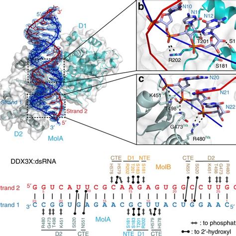 Unwinding Of Double Stranded Rna Dsrna By Dead Box Helicases A