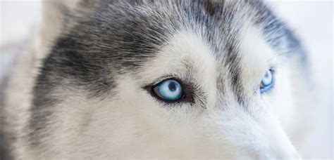 Free Photo | Close-up of a husky's eyes