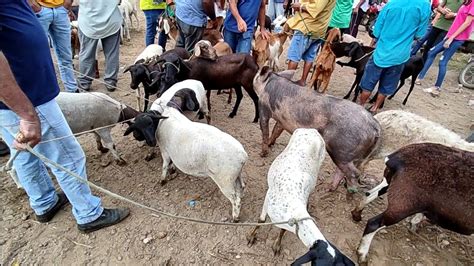 S Animais Top Na Tradicional Feira De Gado Em Tabira Pe Dia