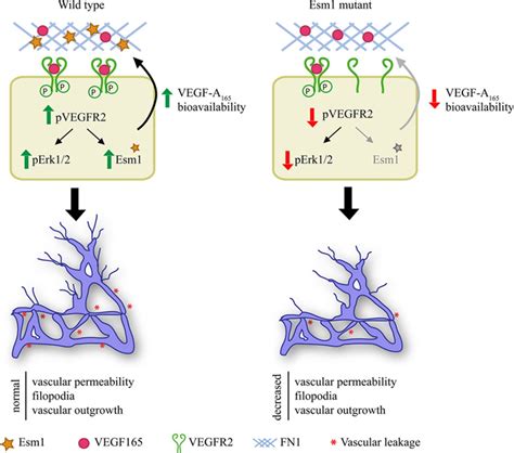 Esm Modulates Endothelial Tip Cell Behavior And Vascular Permeability