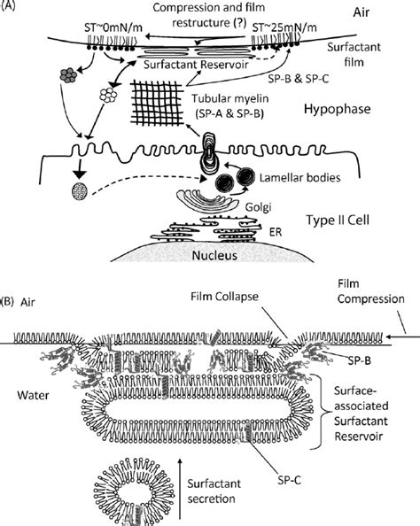 schematic diagram   life cycle  pulmonary surfactant