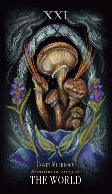 Midnight Magic A Tarot Deck Of Mushrooms