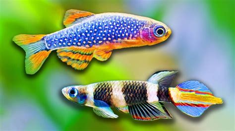 Aquascape Tutorial Sparkling Gourami Aquarium How To Step By Step