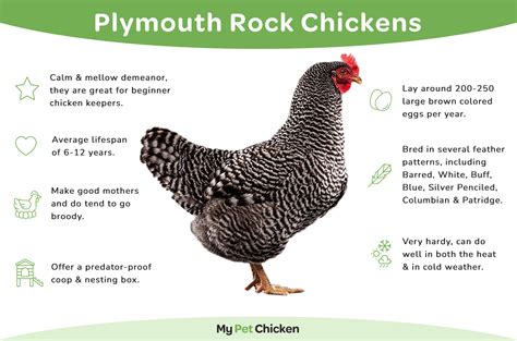Plymouth Rock Chickens The Classic American Heritage Breed