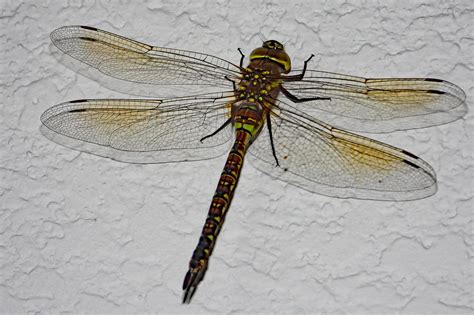 Dragonflies Damselflies Flickr