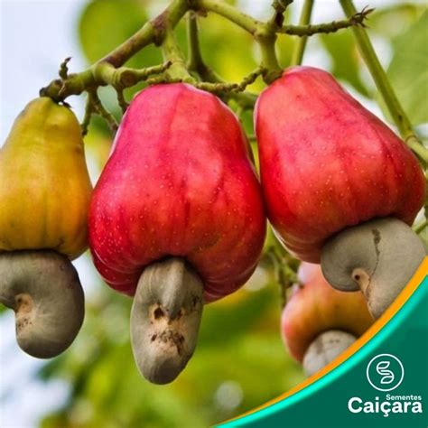 Fruta Com Sementes