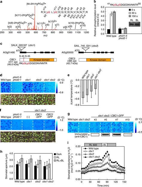 Identification Of Phosphorylated Proteins In Guard Cells Mediated By