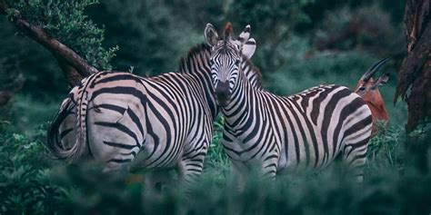 Zebra A Complete Guide To The Zebras Of Africa