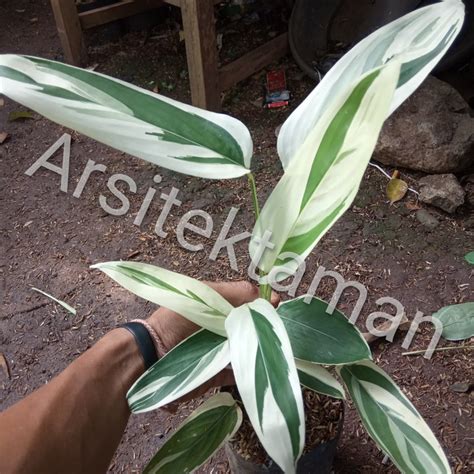 Jual Pohon Heliconia Varigata Pisang Pisangan Heliconia Varigata