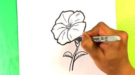 Easy How To Draw Flowers Petunia Youtube