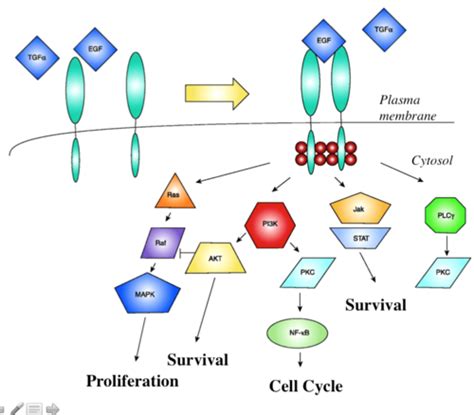 Lecture 8 Receptor Tyrosine Kinases Phosphatases And Small GTPases