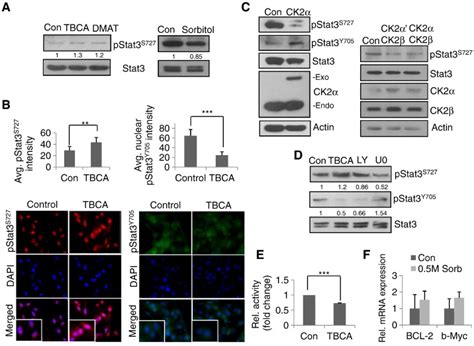 Ck Negatively Regulates Phosphorylation Of Stat At Ser But