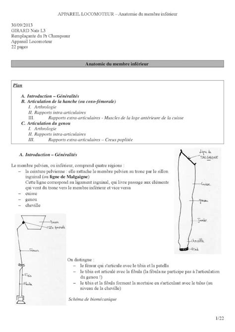 Pdf Anatomie Du Membre Inf Rieur Aem Org Sommet Bord Sup Rieur