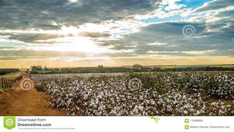 Cotton Field Plantation Texture Background Stock Image Image Of