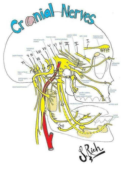 Pin By Amy Izquierdo On Odontolog A Dental Anatomy Medical School