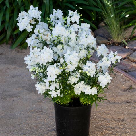 Delphinium Grandiflorum Hunky Dory White Proctors Nursery