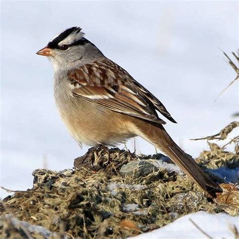 Field Identification of Subspecies - American Birding Association