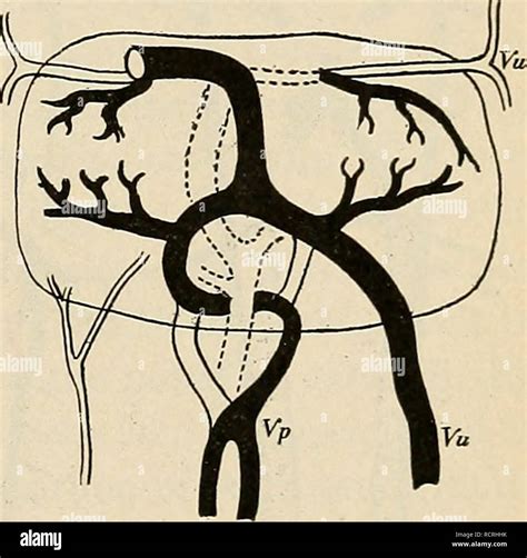 Partes Del Cuerpo No Humano Fotograf As E Im Genes De Alta Resoluci N