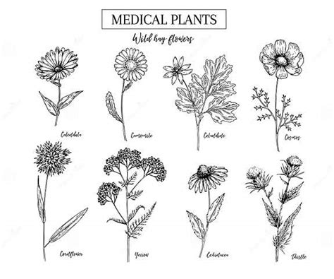 Flores Salvajes Dibujadas Mano Del Heno Hierbas Y Planta Médicas Calendula Manzanilla Aciano