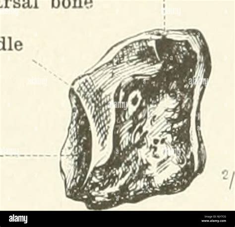 Un Atlas De Anatom A Humana Para Estudiantes Y M Dicos Anatom A