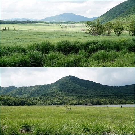 雨中の九重山麓花散策。 そうだ！山に登ろう