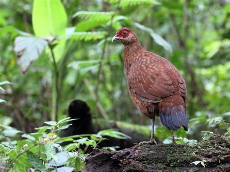 Spesies Burung Sempidan Burung Endemik Yang Tampil Eksoti