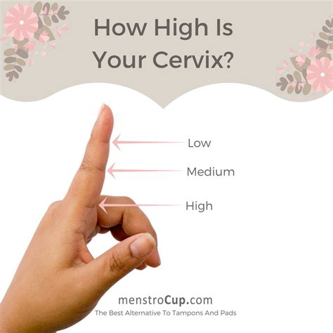 How To Choose A Cup Size The Height Of Your Cervix Is One Of The