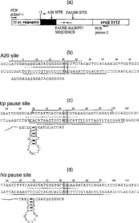 Figure 1 From Structure Of RNA And DNA Chains In Paused Transcription