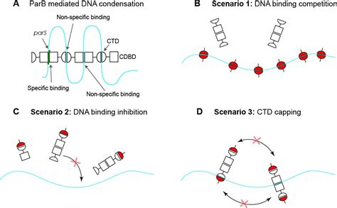 Parb Dynamics And The Critical Role Of The Ctd In Dna Condensation