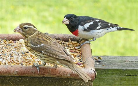 Rose-breasted Grosbeak pair - FeederWatch