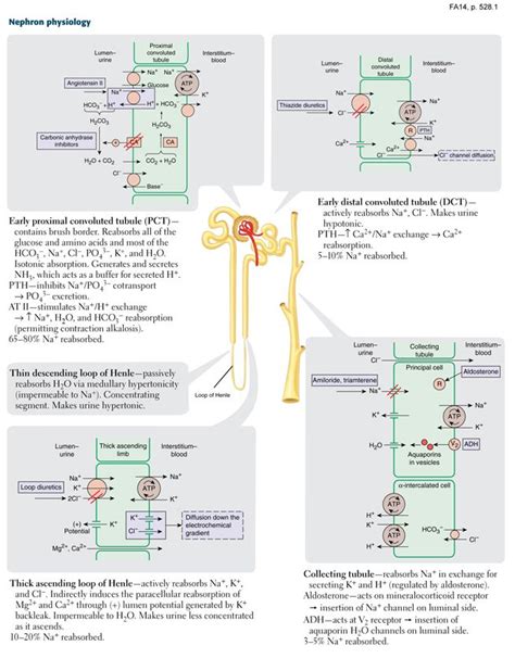 Nephron Physiology Channels