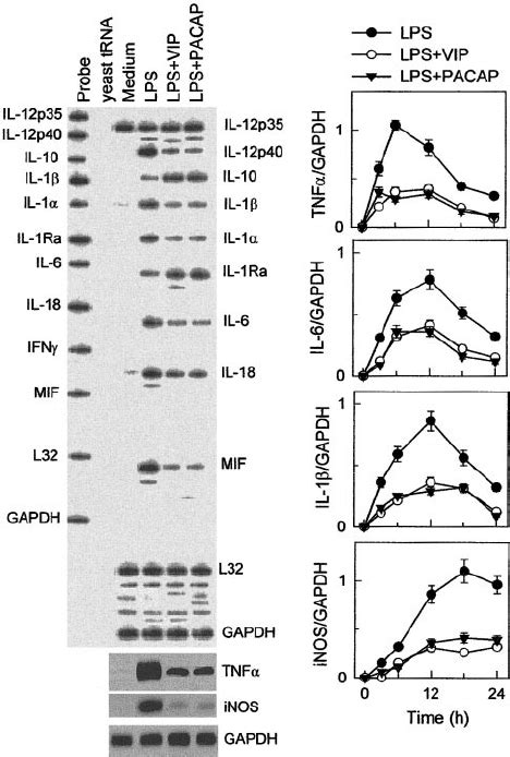 Vip And Pacap Regulate Cytokine Mrna Expression By Lps Stimulated Download Scientific Diagram