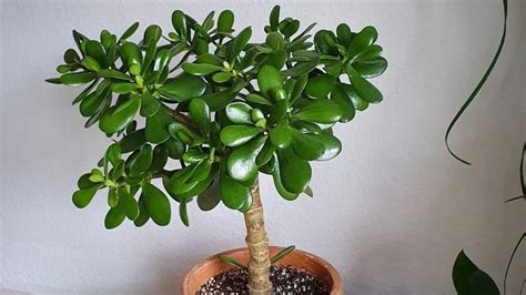 Árbol de Jade el significado escondido detrás de este regalo de esta