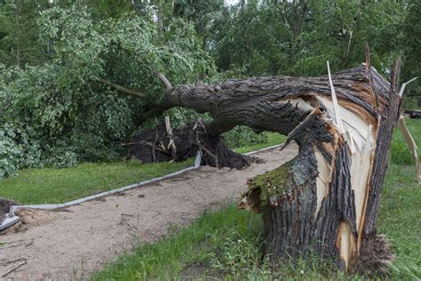 Storm Damage And Emergency Tree Care