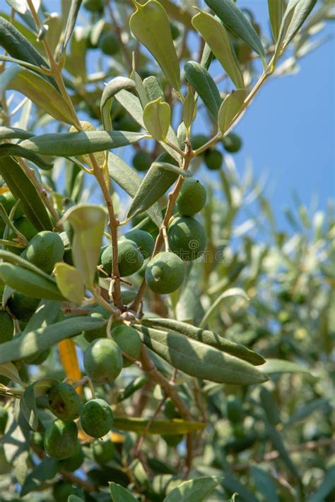 Green Ripe Olives Growing On Olive Tree Stock Photo Image Of Fresh